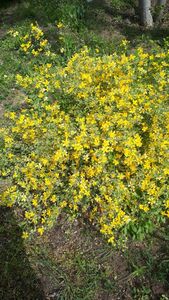 Керрия японская Керрия японская